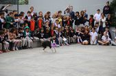 ide Öğrencilerinden  Sokak Hayvanlarına Büyük Destek