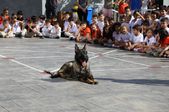 Satın Alma, Sahiplen!